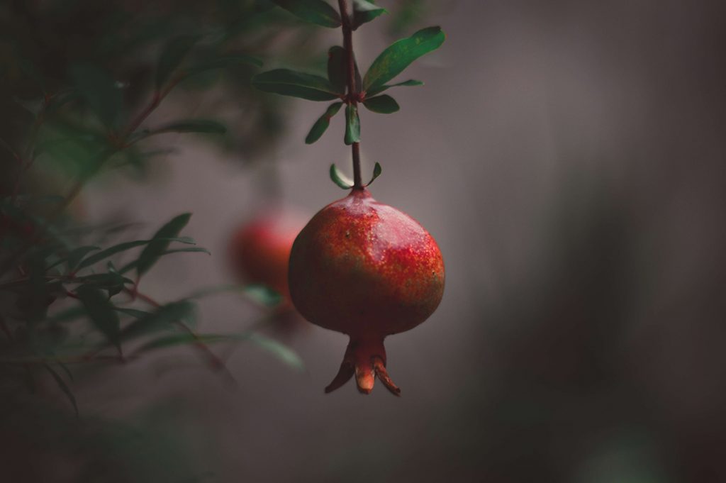 granaatappel in de boom