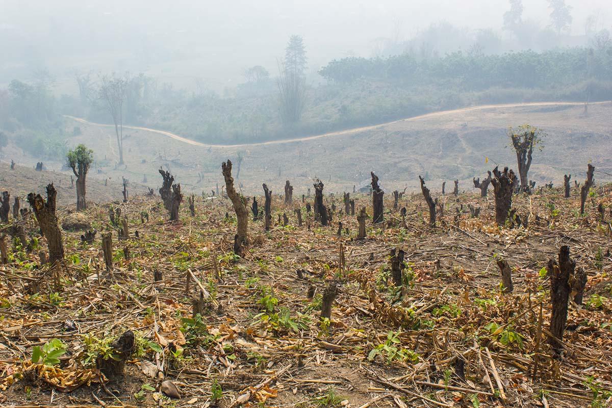 Slash and burn cultivation, rainforest cut and burned to plant c