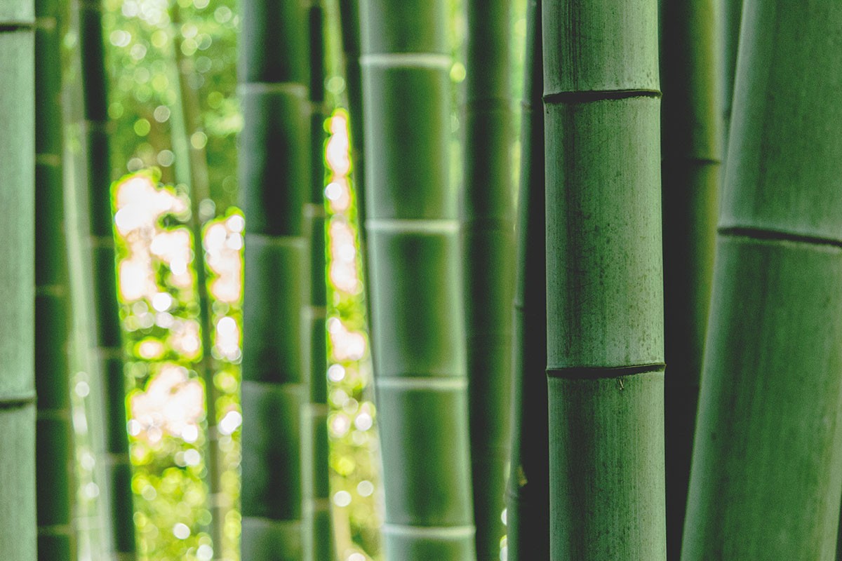 bamboe-als-alternatief-voor-katoen-thedailygreen